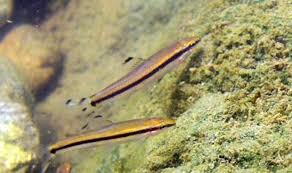 Image result for Pseudomyxus capensis