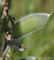 Attēlu rezultāti vaicājumam “Lupinus polyphyllus fruit”