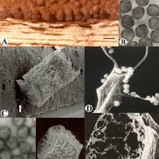 Attēlu rezultāti vaicājumam “Cribraria piriformis stalked”