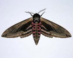 Attēlu rezultāti vaicājumam “Sphinx ligustri”