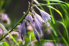 Attēlu rezultāti vaicājumam “Hosta sp. flower”