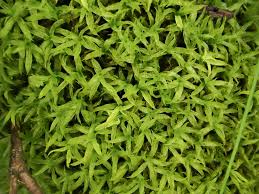 Attēlu rezultāti vaicājumam “Oxystegus tenuirostris”