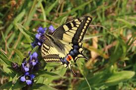 Attēlu rezultāti vaicājumam “Papilio machaon upperside”