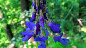 Attēlu rezultāti vaicājumam “Galega orientalis leaf”