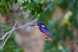 Image result for Kingfishers Netball Club