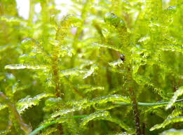 Attēlu rezultāti vaicājumam “Hamatocaulis lapponicus”