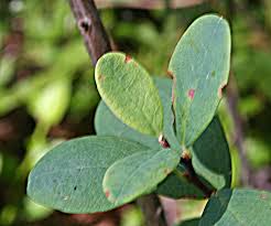 Attēlu rezultāti vaicājumam “Vaccinium uliginosum leaf”
