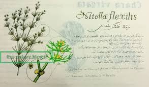 Attēlu rezultāti vaicājumam “Nitella flexilis”