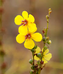 Attēlu rezultāti vaicājumam “Verbascum thapsus flower”