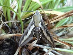 Attēlu rezultāti vaicājumam “Hyles gallii”