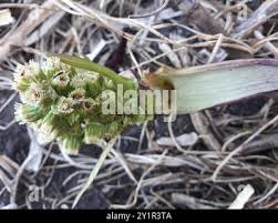 Attēlu rezultāti vaicājumam “Petasites spurius bud”
