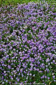 Attēlu rezultāti vaicājumam “Crocus tommasinianus flower”