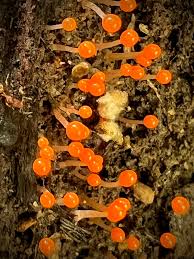 Attēlu rezultāti vaicājumam “Hemitrichia calyculata stalked”