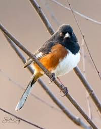 Image result for Pipilo erythrophthalmus