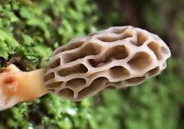 Attēlu rezultāti vaicājumam “Morchella sp.”