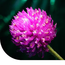 Image result for Kugelamarant