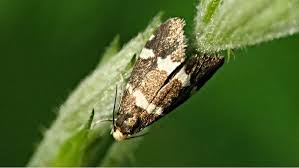 Attēlu rezultāti vaicājumam “Incurvaria praelatella”