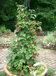 Image result for Rubus sectio