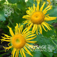 Attēlu rezultāti vaicājumam “Telekia speciosa”