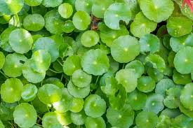 Attēlu rezultāti vaicājumam “Hydrocotyle vulgaris bud”