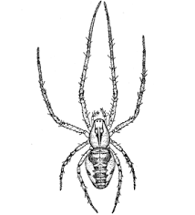 Attēlu rezultāti vaicājumam “Metellina segmentata”