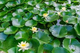 Attēlu rezultāti vaicājumam “Nymphaea alba”