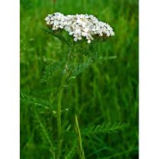 Image result for Achillea millefolium