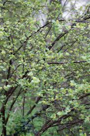 Attēlu rezultāti vaicājumam “Ribes alpinum leaf”