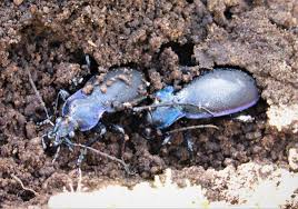 Attēlu rezultāti vaicājumam “Carabus violaceus”