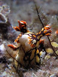 ผลการค้นหารูปภาพสำหรับ Bornella Anguilla