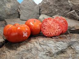 Afbeeldingsresultaat voor mortgage lifter bicolor strain tomato