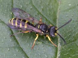 Attēlu rezultāti vaicājumam “Cerceris arenaria”