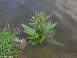 Attēlu rezultāti vaicājumam “Rumex hydrolapathum”