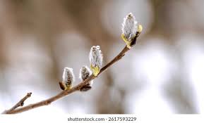 Attēlu rezultāti vaicājumam “Salix aurita bud”