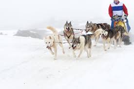 Image result for Team Ice Fire British Sled Dog Racing Team