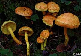 Attēlu rezultāti vaicājumam “Pholiota flammans”