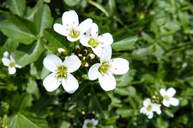 Image result for Brunnenkresse