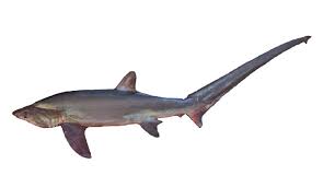 Image result for Alopias superciliosus