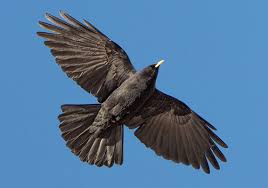 Image result for Pyrrhocorax pyrrhocorax