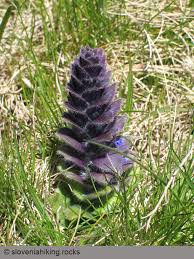 Attēlu rezultāti vaicājumam “Ajuga pyramidalis”