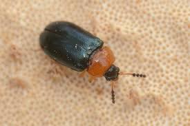 Attēlu rezultāti vaicājumam “Tetratoma fungorum”