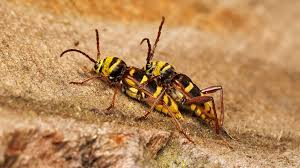 Attēlu rezultāti vaicājumam “Plagionotus detritus”