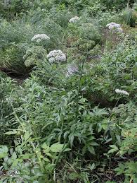 Attēlu rezultāti vaicājumam “Cicuta virosa”