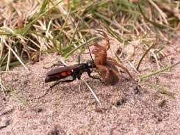 Attēlu rezultāti vaicājumam “Anoplius viaticus”