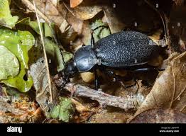 Attēlu rezultāti vaicājumam “Carabus coriaceus”
