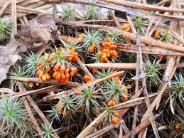 Attēlu rezultāti vaicājumam “Leocarpus fragilis”