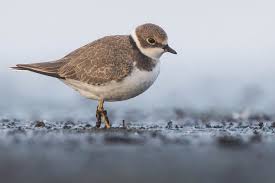 Attēlu rezultāti vaicājumam “Charadrius dubius adult”