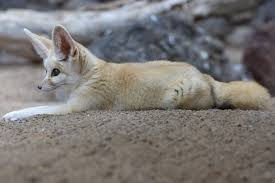 Attēlu rezultāti vaicājumam “Vulpes zerda”