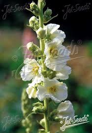 Image result for Verbascum phlomoides