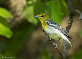 Image result for Vireo flavifrons